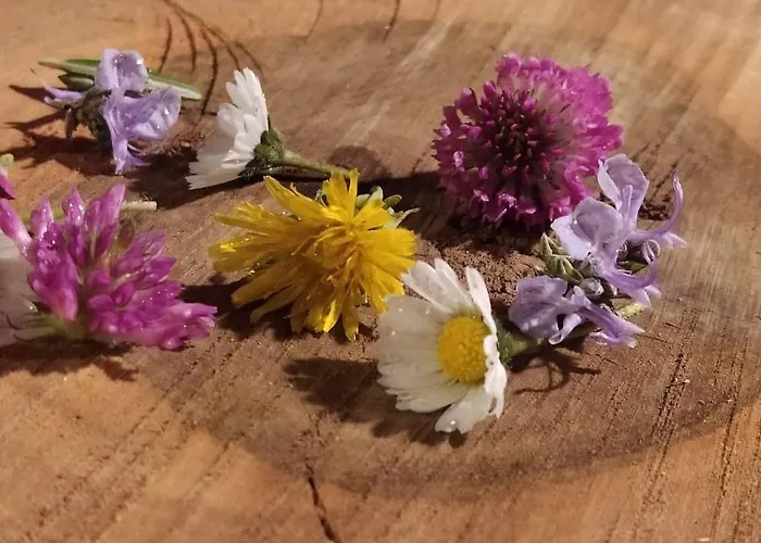 Les Amis De Gaure Rouffiac-d'Aude